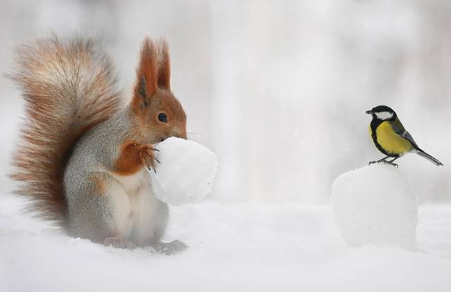 欲哭無淚!松鼠雪球藏堅果被山雀搶走(組圖)