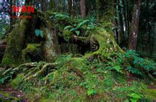 阿里山景觀(一) 阿里山景觀(一)