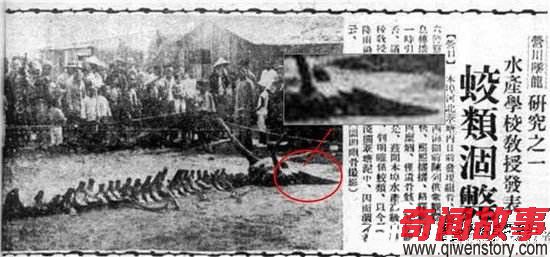 1934年?duì)I口墜龍事件走近科學(xué)專家的解釋 轟動(dòng)全球!