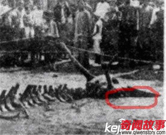 1934年?duì)I口墜龍事件走近科學(xué)專家的解釋 轟動(dòng)全球!