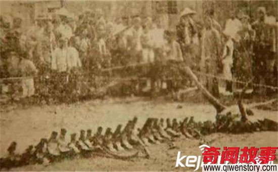 1934年?duì)I口墜龍事件走近科學(xué)專家的解釋 轟動(dòng)全球!